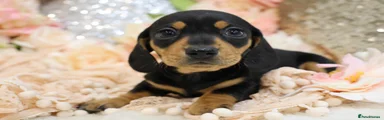 BLACK AND TAN MALE