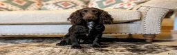 Cocker Spaniel dogs for sale: Sort hard to find - Advert 22