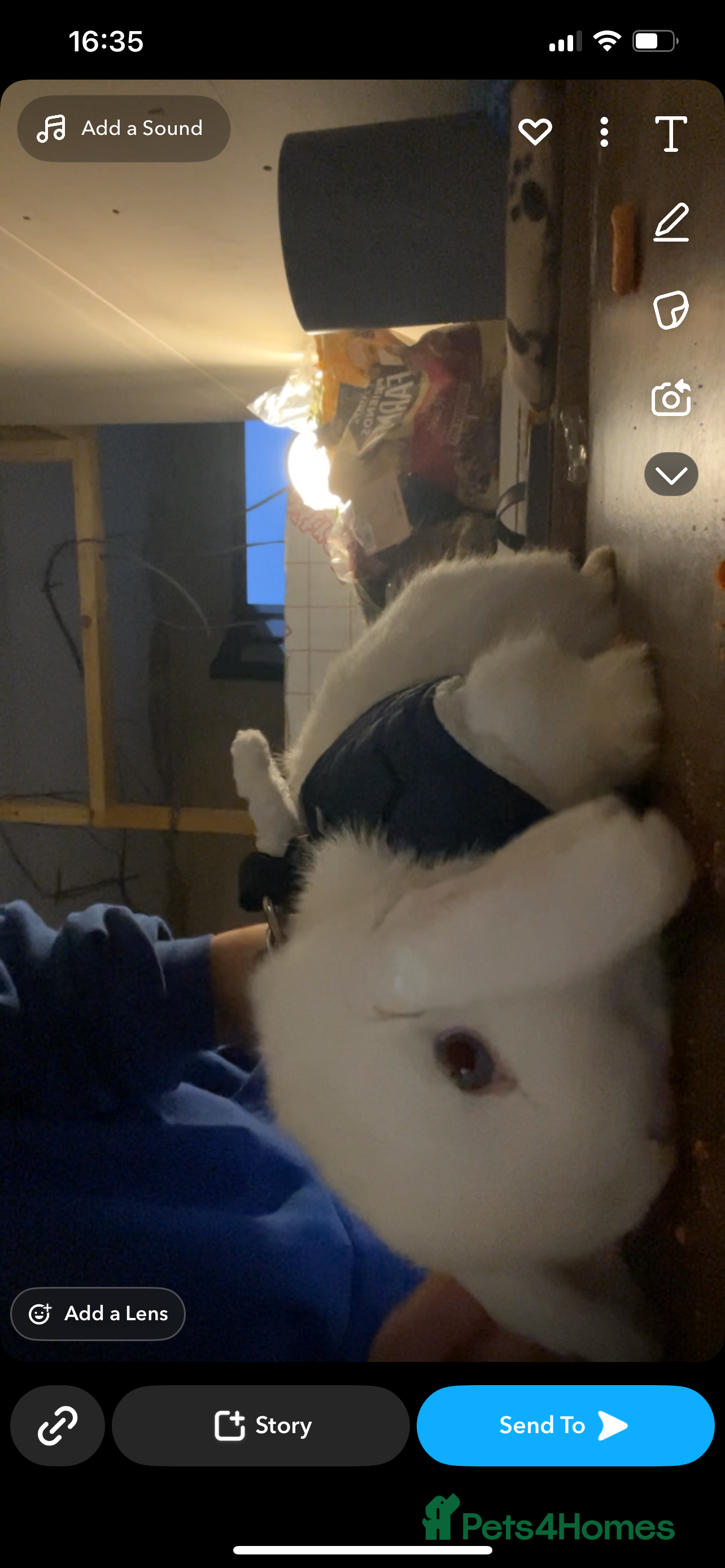 Mini Lop rabbits Bonded bunnys for sale Cookies&Creams - Advert 20