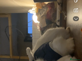 Mini Lop rabbits - Advert 2