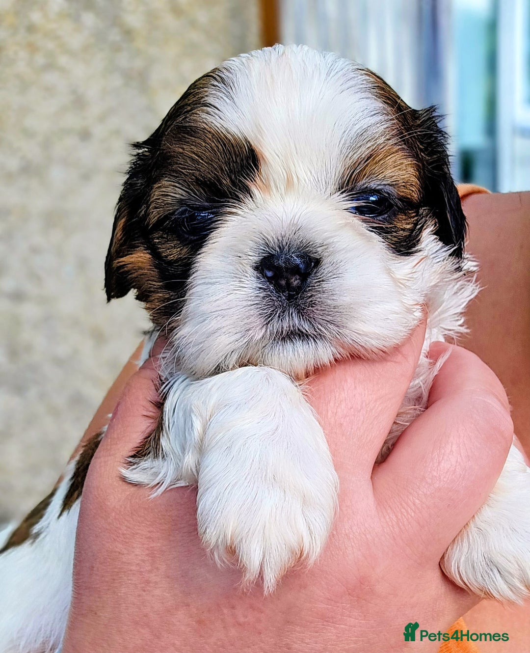 Shih Tzu dogs for sale: Shih Tzu girls–Licensed Breeder–Ready soon  - Image 7