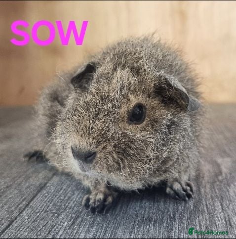 Guinea Pig rodents Beautiful Baby guinea pigs for sale  - Advert 1
