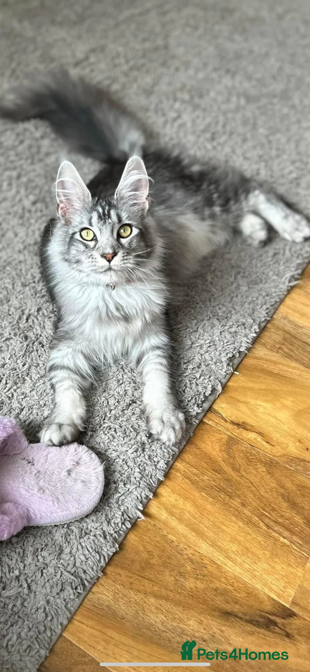 Maine Coon cats for sale: TICA registered Maine coones (smokes) - Advert 2