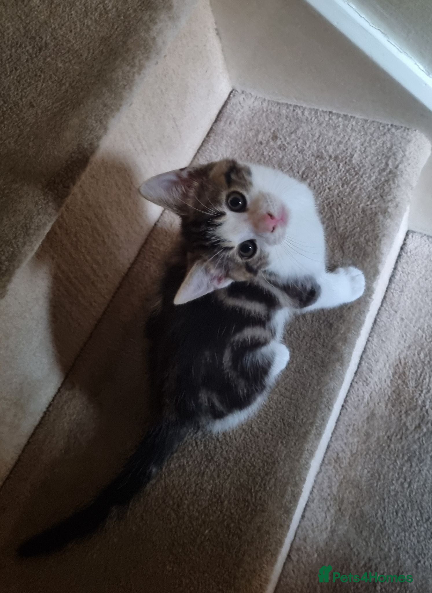 Mixed Breed cats Kitten for sale - Advert 2