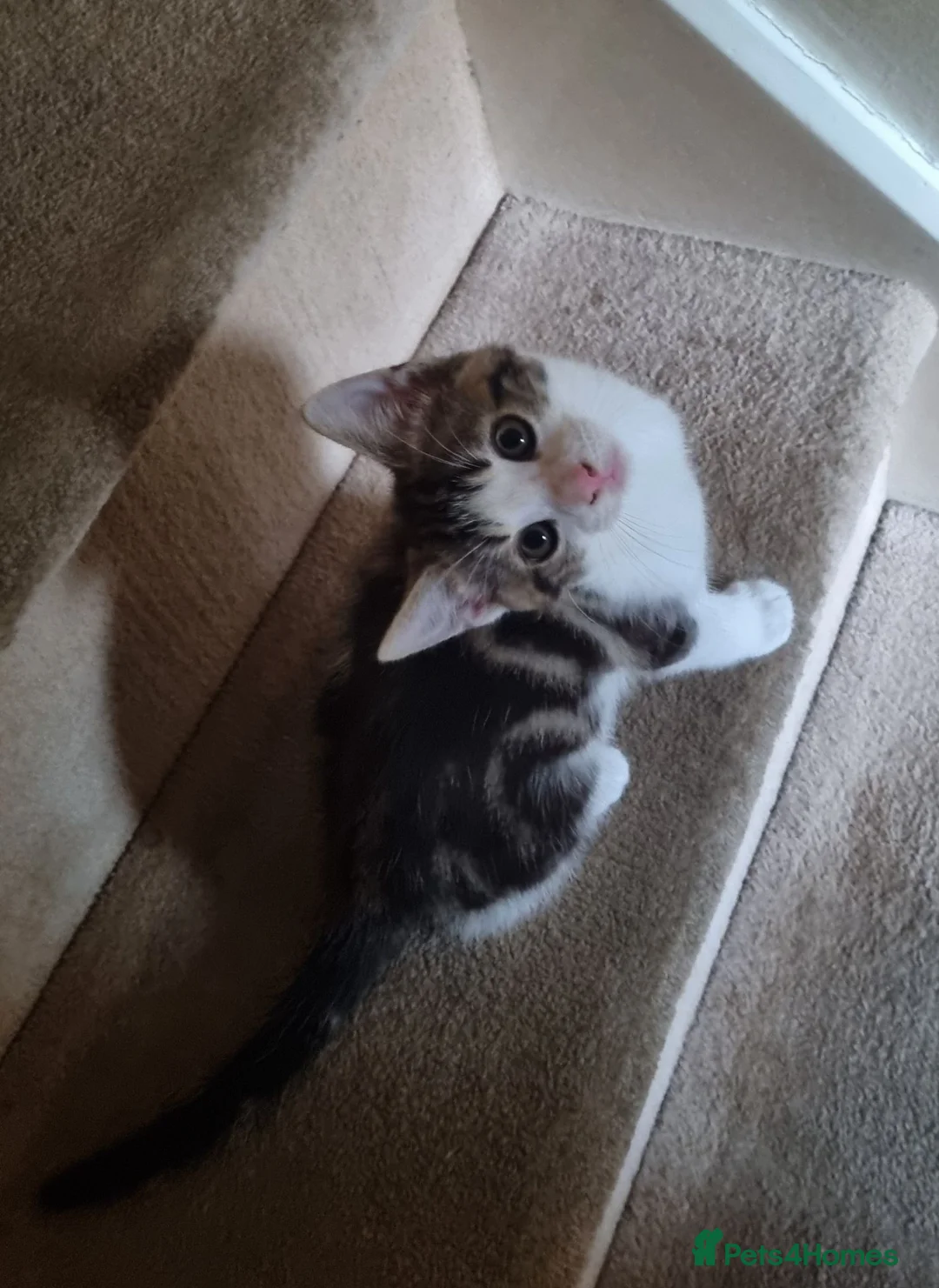 Mixed Breed cats for sale: Kitten for sale - Advert 1