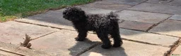 Labradoodle dogs for sale: 🐾Quality F1BB Fluffy Mini Labradoodle Pups🐾  - Advert 10