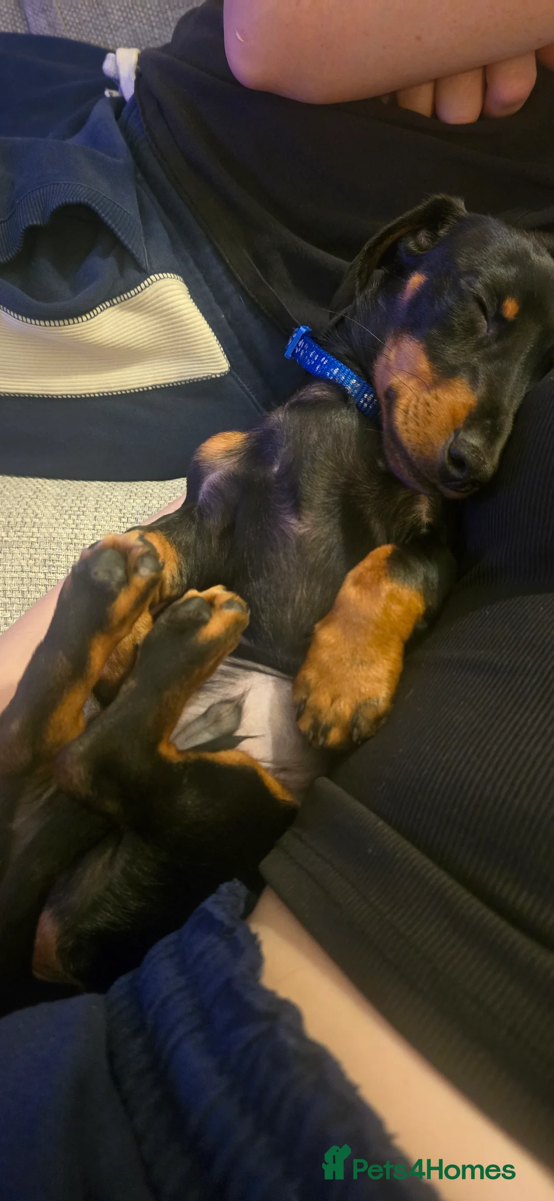 Dachshund dogs for sale: Dachsund 6month Old Puppy in Wimborne - Advert 7