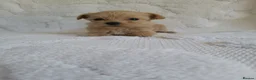 Morkie dogs for sale: Morkie puppies 5 🌟 licence breeder  - Advert 5