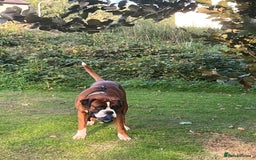 Boxer dogs for stud: Vinnie the Boxer - Image 2