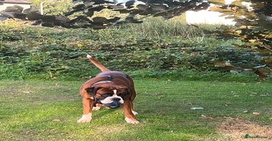 Boxer dogs - Advert 4