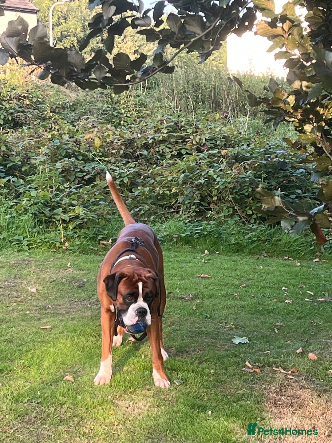 Boxer dogs for stud: Vinnie the Boxer - Image 2