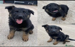 German Shepherd dogs for sale: 🐾 Beautiful  FEMALE –KC reg GERMAN SHEPHERDS 🐾 - Image 23