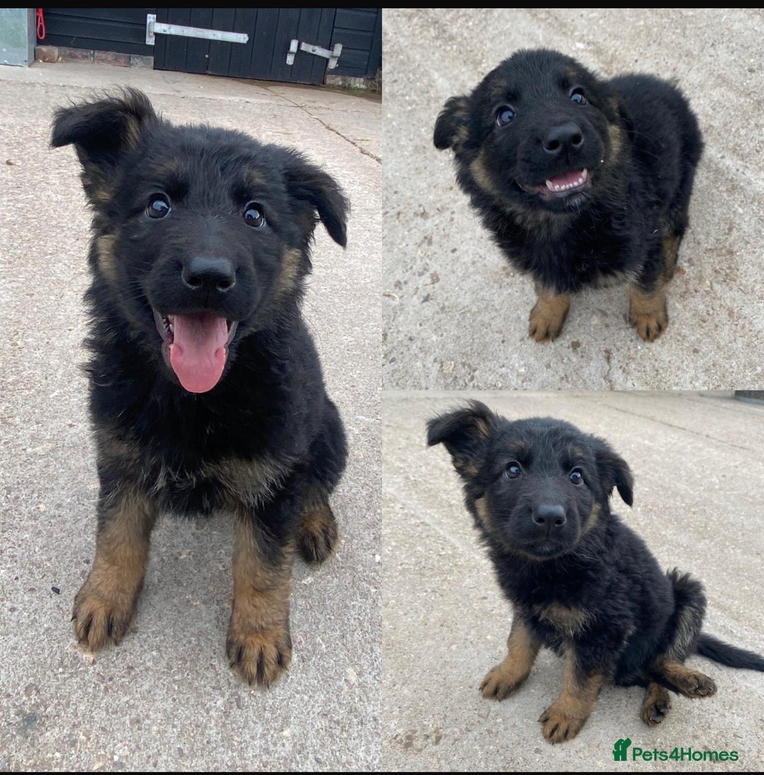 German Shepherd dogs for sale: 🐾 Beautiful  FEMALE –KC reg GERMAN SHEPHERDS 🐾 - Image 23
