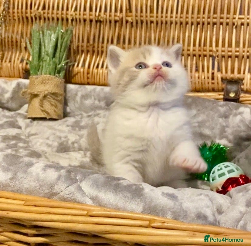 Scottish Fold cats 🧸😻CHAMPION LINE TICA ACTIVE SCOTTISH/BSH😻🧸 - Advert 14