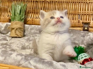 Scottish Fold cats 🧸😻CHAMPION LINE TICA ACTIVE SCOTTISH/BSH😻🧸 - Advert 14