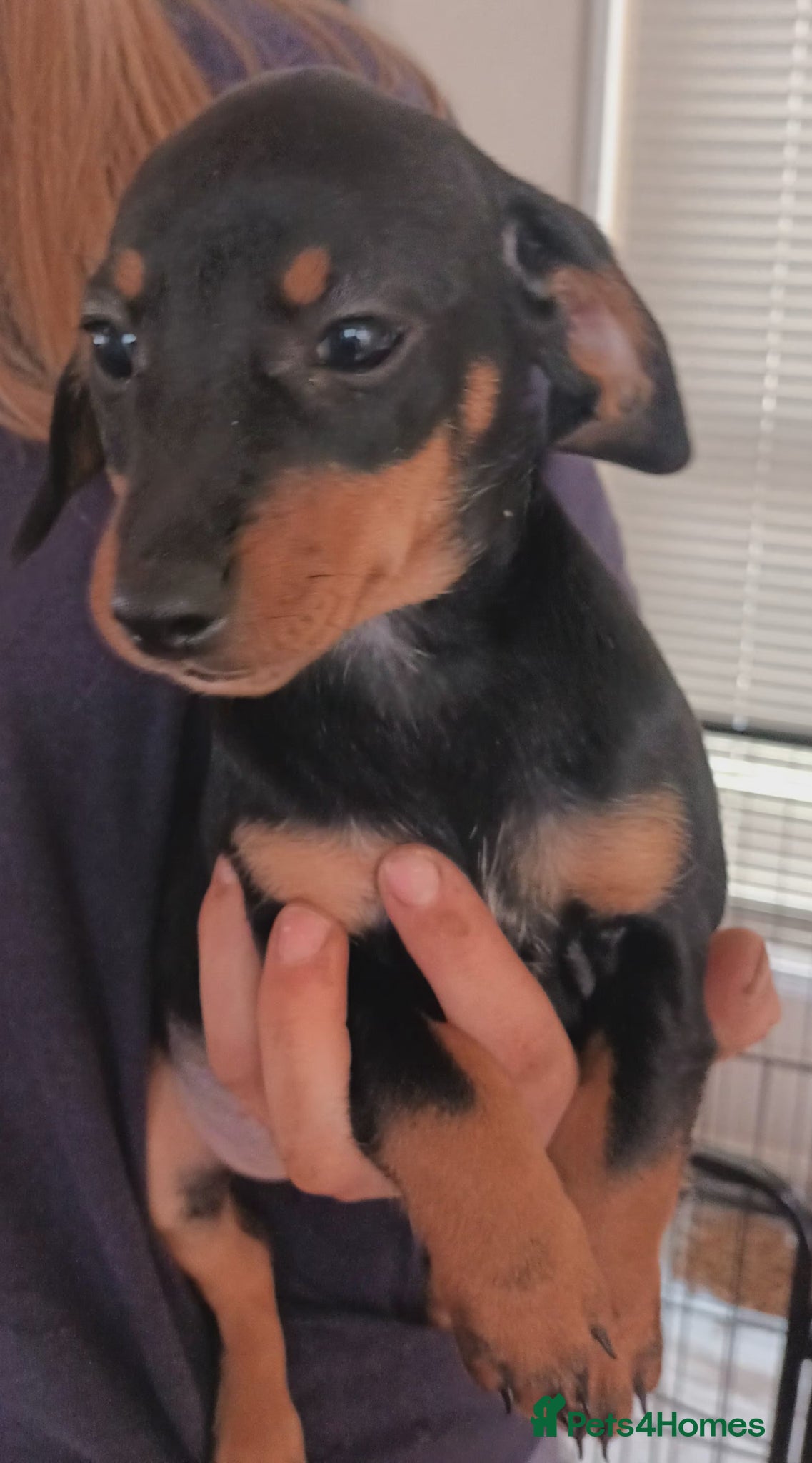 Jackshund dogs Jack russell x dachshund..daxijacks - Advert 1