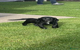 Cocker Spaniel dogs for sale: *READY TO LEAVE* Cocker Spaniel puppies  - Advert 7