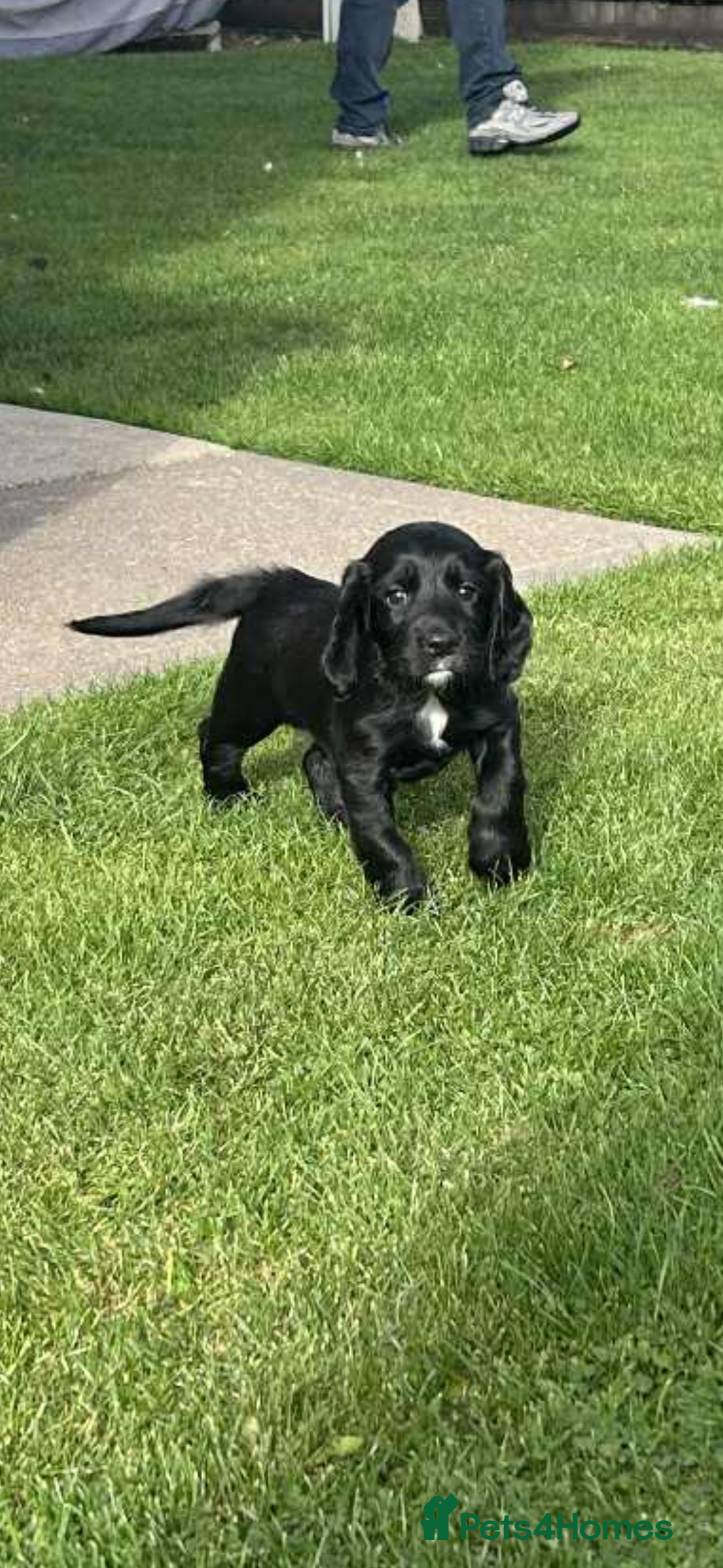 Cocker Spaniel dogs for sale: *READY TO LEAVE* Cocker Spaniel puppies  - Advert 7
