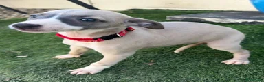 Whippet 5
