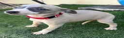 Whippet dogs for sale: Beautiful whippet puppies  - Advert 6
