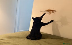 Bombay cats for sale: 1 year old cute black cat  - Image 2