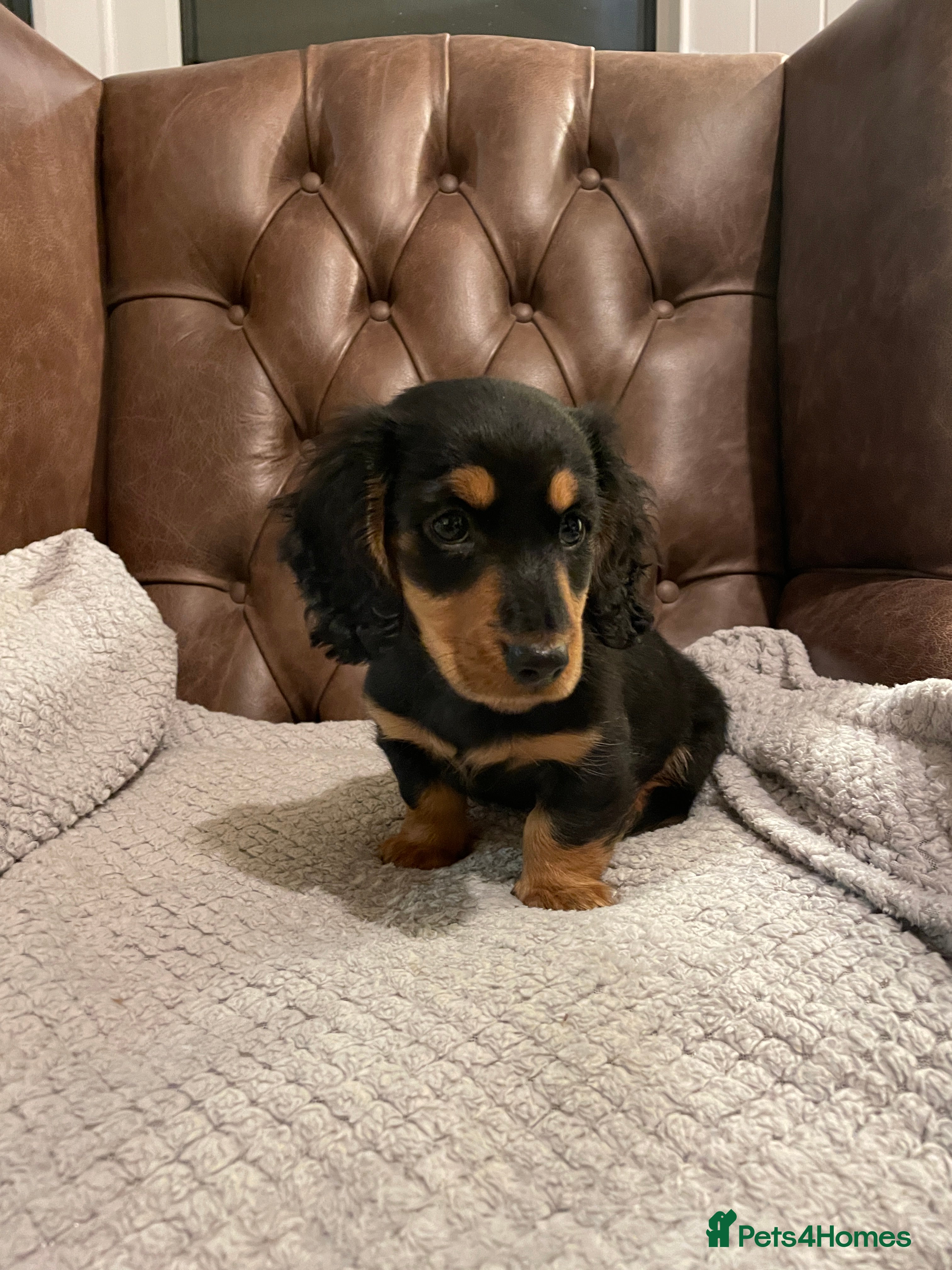 Miniature Dachshund dogs Miniature longhaired dachshund Black and Tan boy  - Advert 10