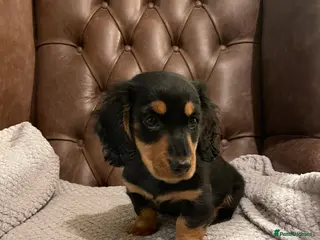 Miniature Dachshund dogs Miniature longhaired dachshund Black and Tan boy - Advert 10