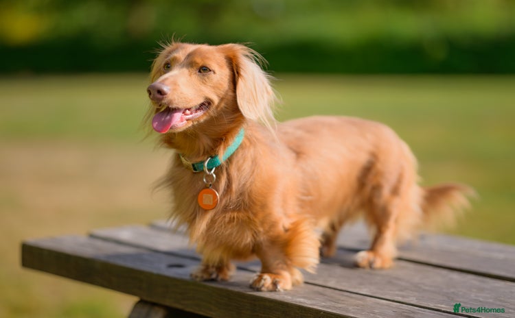Miniature Dachshund dogs in Hull - Advert 7