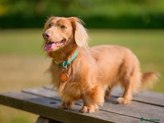 Miniature Dachshund dogs Miniature long haired dachshund for stud in Hull - Advert 19