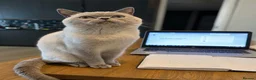 British Shorthair cats for sale: PREMIUM BRITISH SHORTHAIR KITTENS AVAILABLE - Advert 9