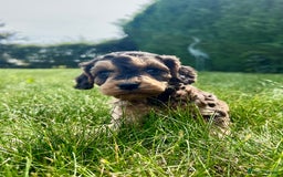 Cockapoo dogs for sale: Cockapoo puppies  - Image 3