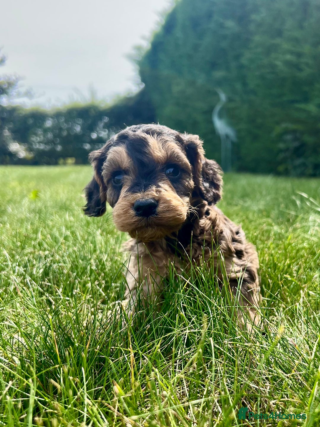 Cockapoo dogs for sale: Cockapoo puppies  - Image 3