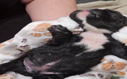 English Bulldog dogs for sale: KC Reg English Bulldogs Champion Bloodlines  - Image 28