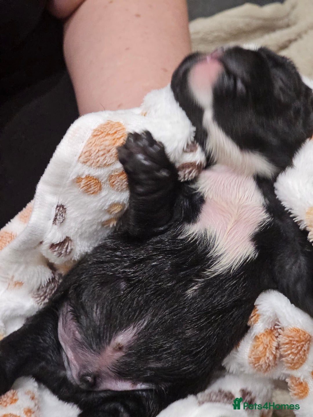 English Bulldog dogs for sale: KC Reg English Bulldogs Champion Bloodlines  - Image 28