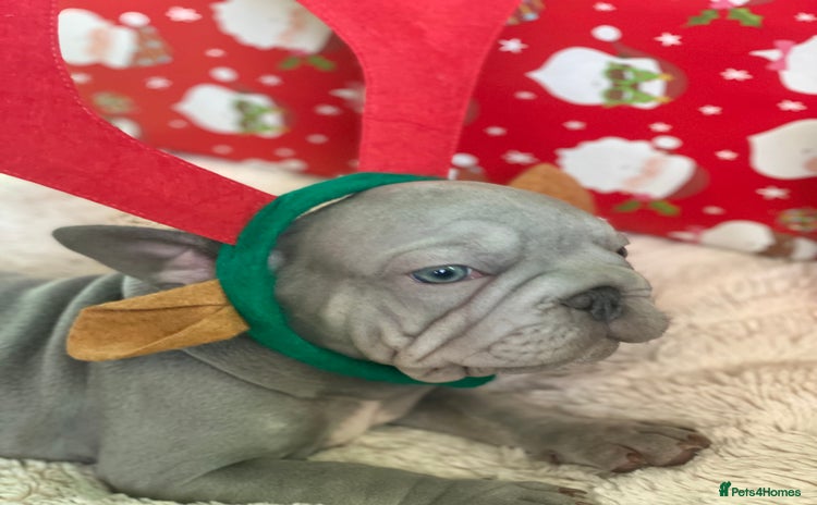 French Bulldog dogs Female french bulldog - Advert 1