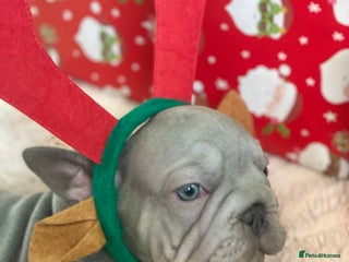 French Bulldog dogs Female french bulldog - Advert 1