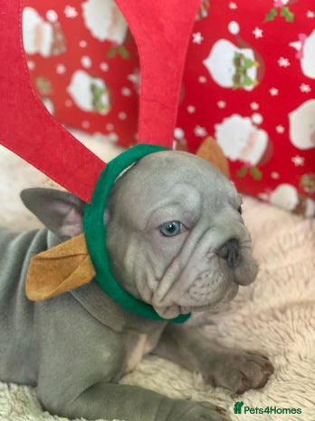 French Bulldog dogs Female french bulldog - Advert 1