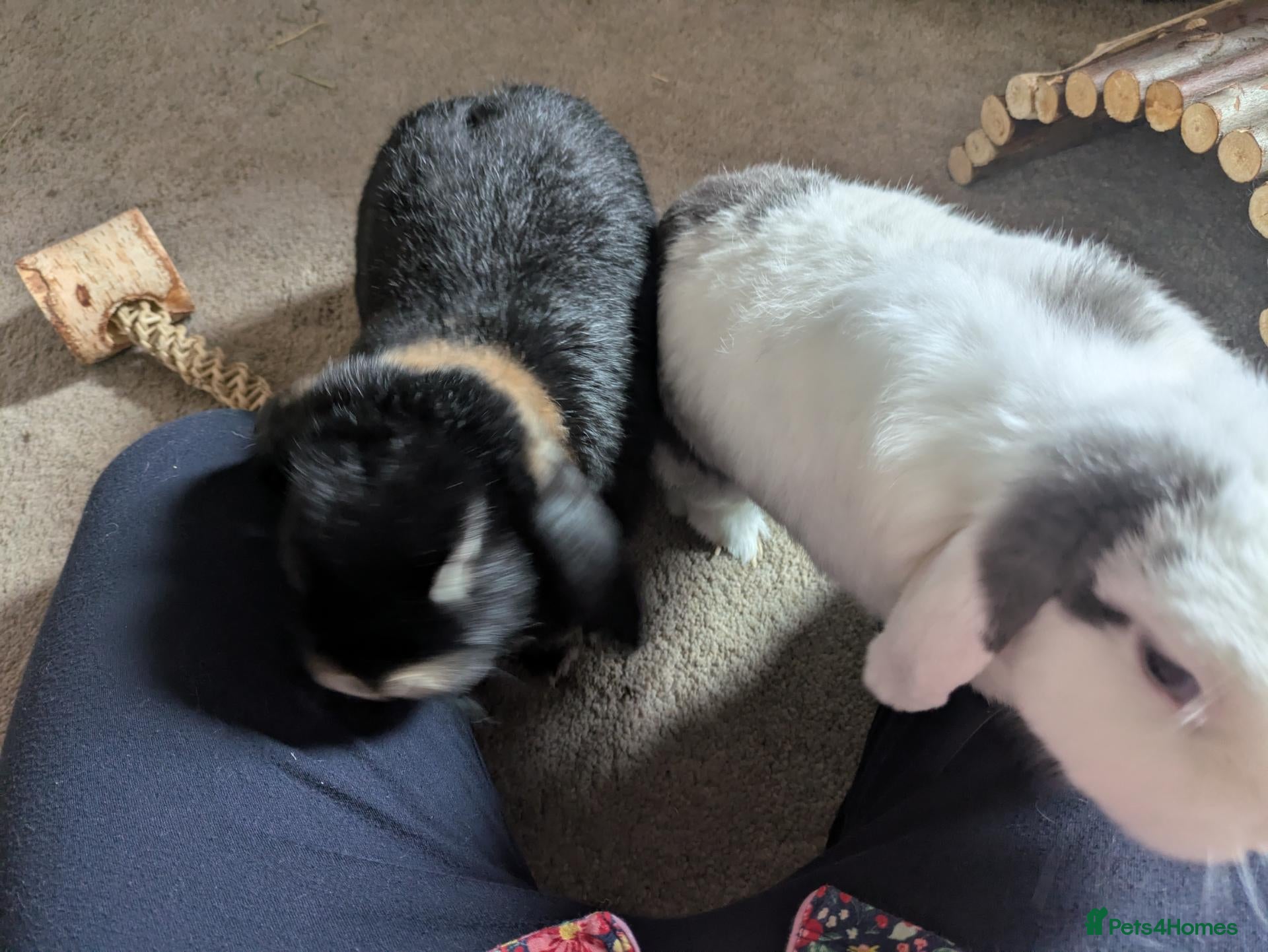 Mixed Breed rabbits 2 beautiful mixed breed house bunnies for rehoming - Advert 2