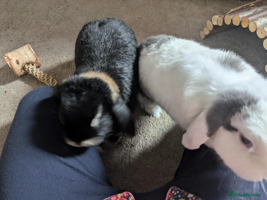 Mixed Breed rabbits for sale: 2 beautiful mixed breed house bunnies for rehoming in Exeter - Advert 2