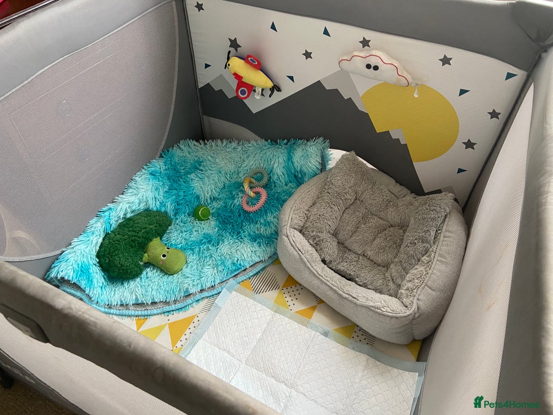 Chihuahua dogs for adoption: Adorable and cute Chihuahua Boy 12 wks - Advert 8