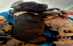 Great Dane dogs for sale: Exceptional pups, extensively health tested parent - Image 7