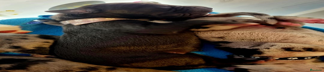 Black Female