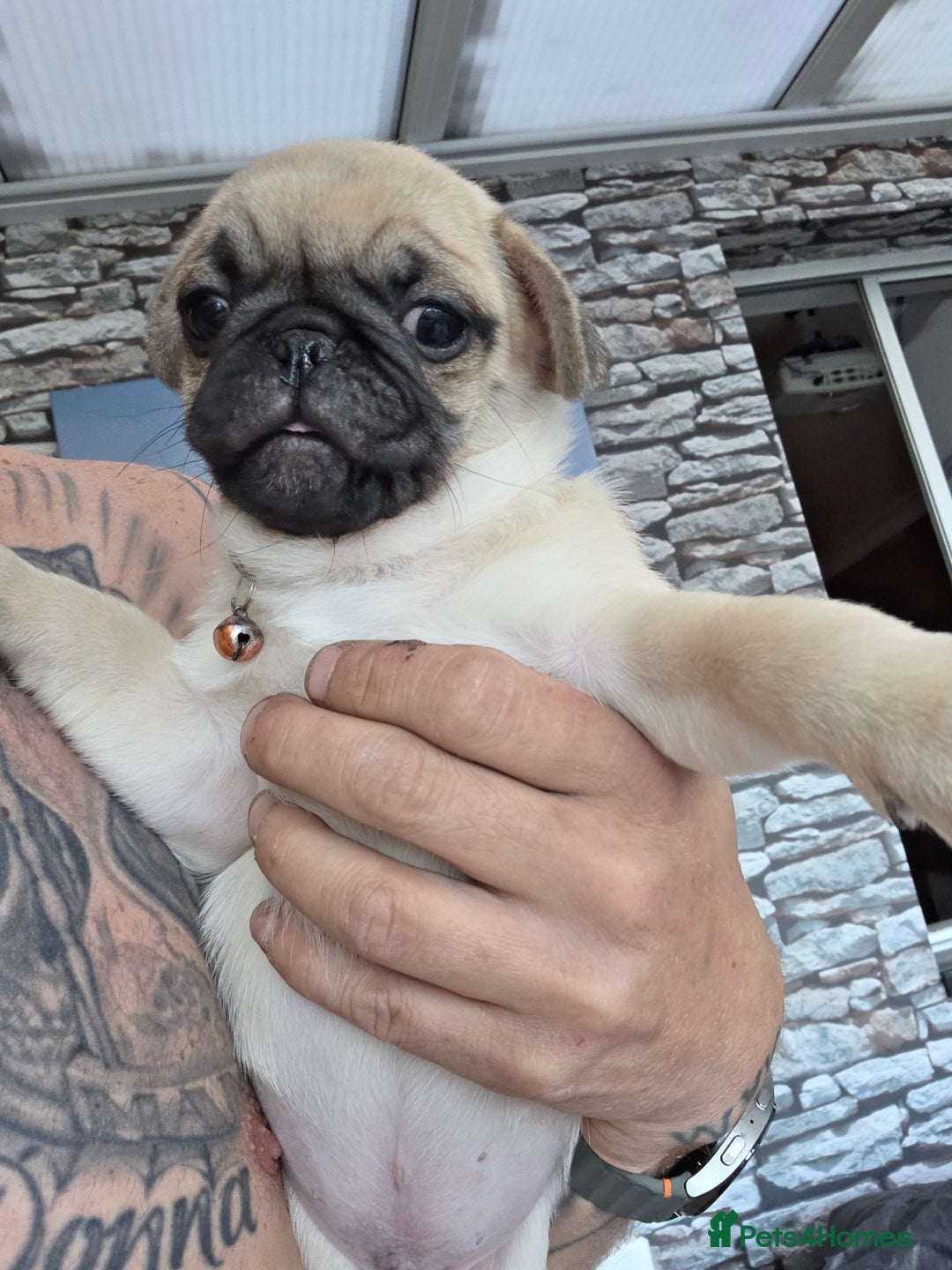 Pug dogs for sale: Update 22/7/25 SILVER AND APRICOT PUPPIES  - Image 20