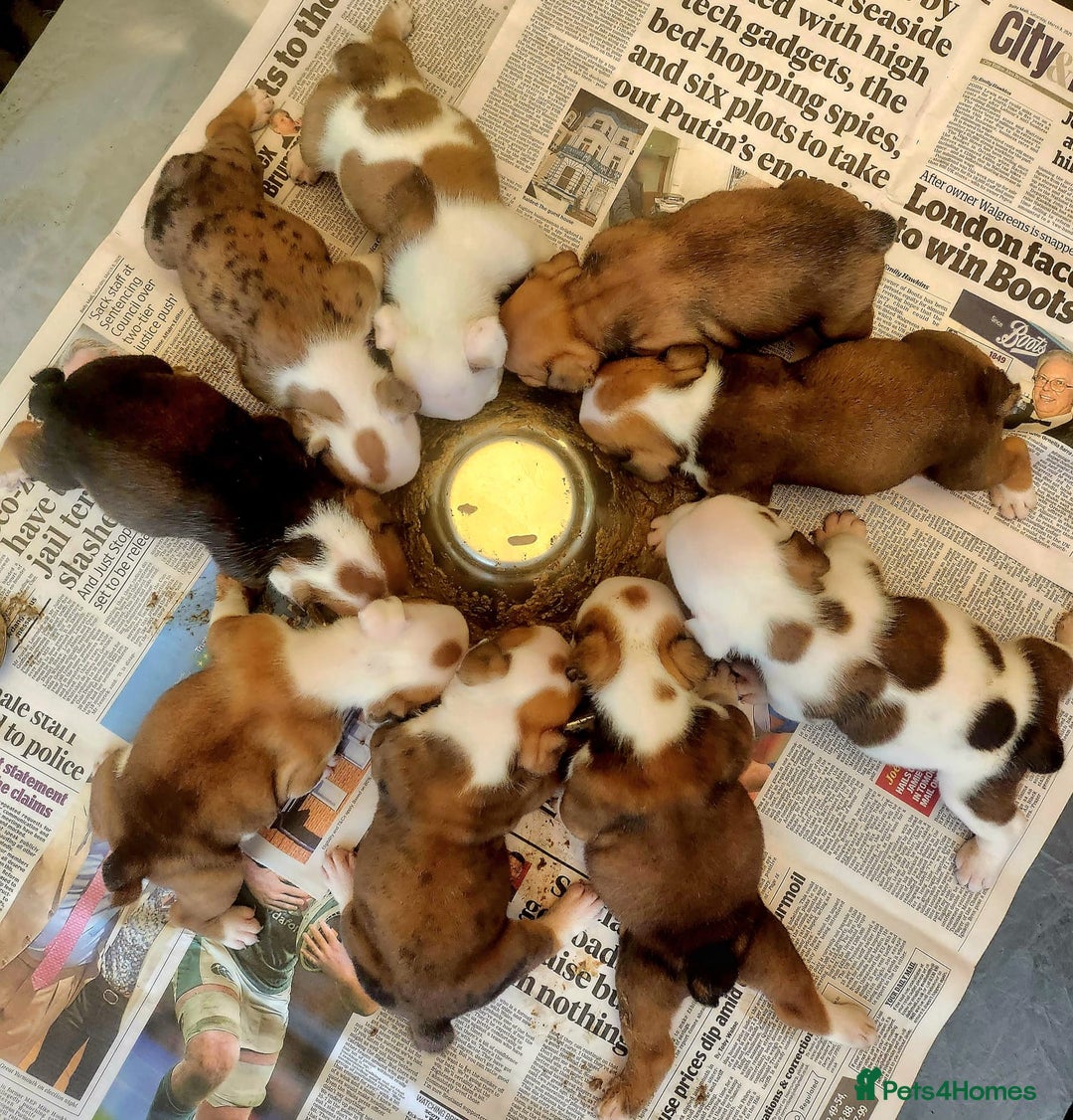 English Bulldog dogs for sale: Nine stunning bulldogs - Image 10