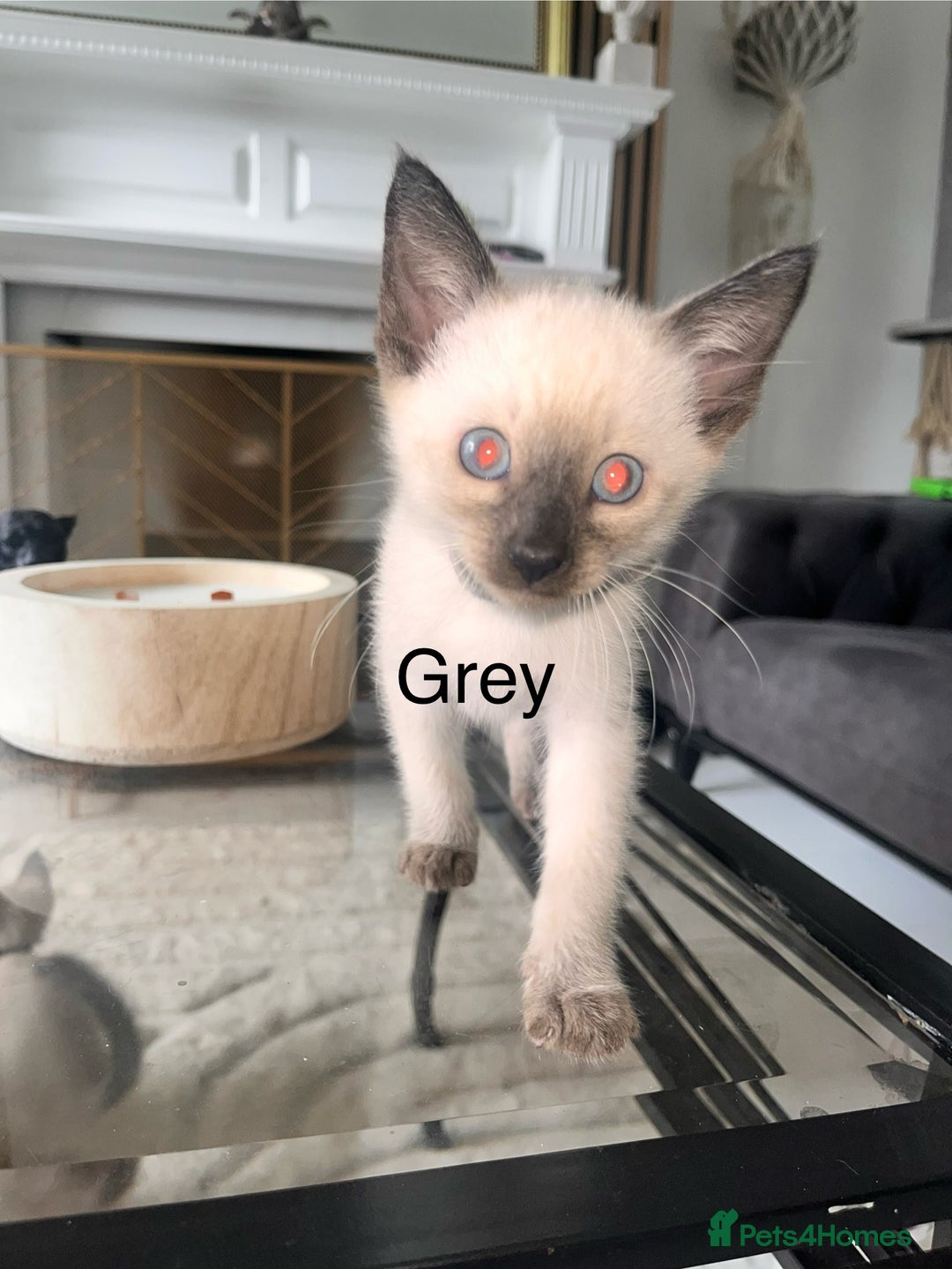 Siamese cats for sale: Human Toilet Trained! Exquisite Siamese Kittens - Image 38