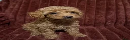 Toy Poodle dogs for sale: Toy Poodle Puppies For Sale - Advert 4