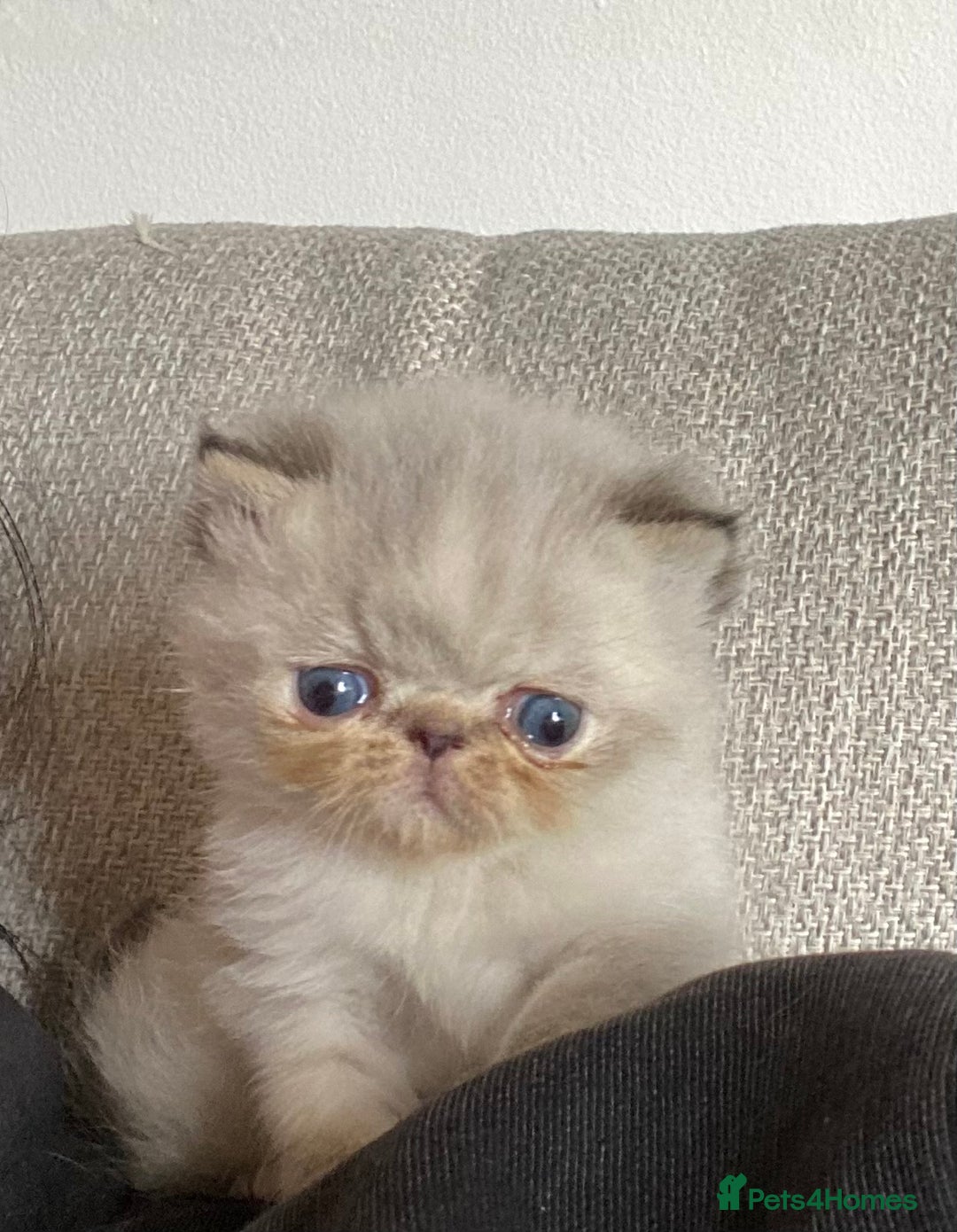 Exotic cats for sale: Outstanding Exotic Persian  - Image 20