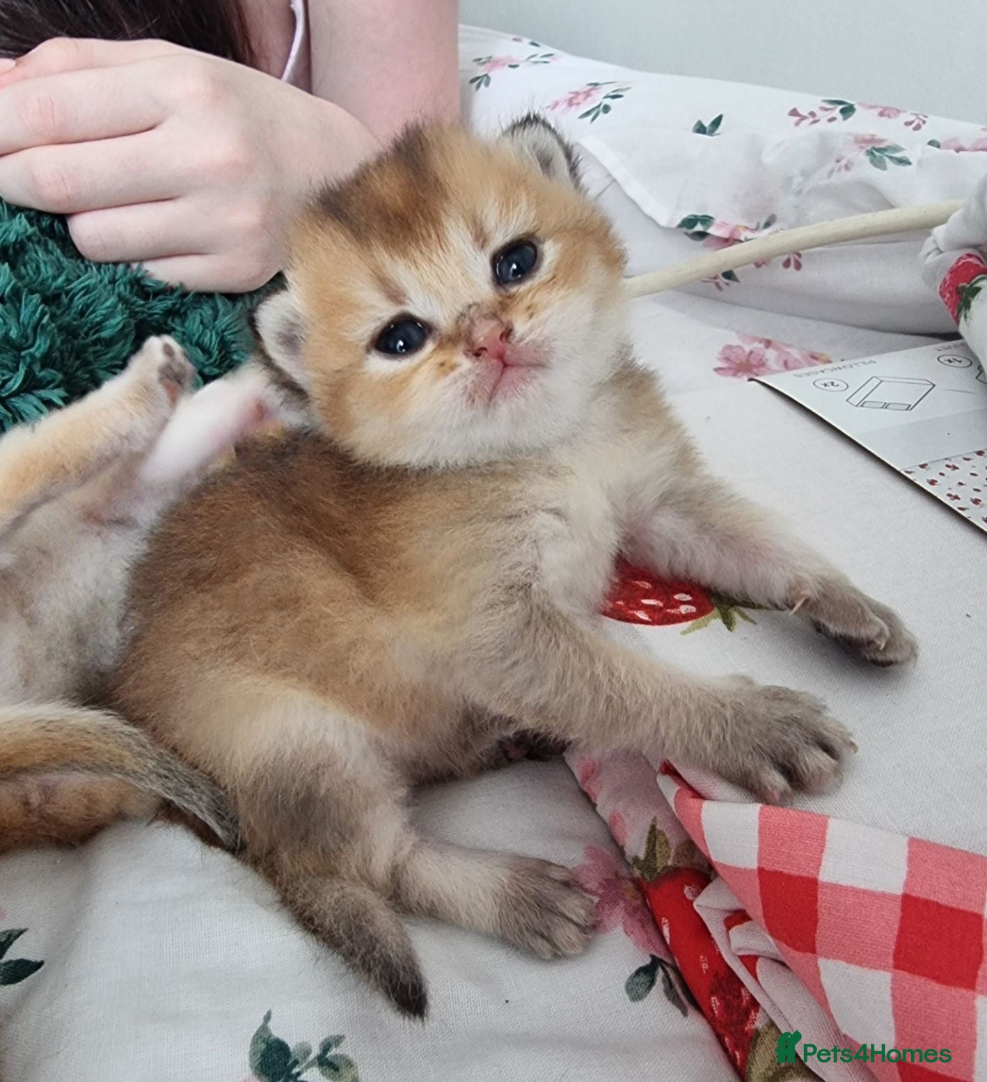 British Shorthair cats Pedigree Golden British Shorthair kittens - Advert 1