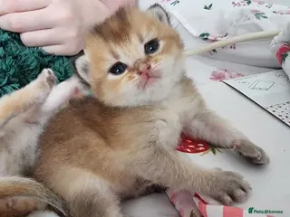 British Shorthair cats Pedigree Golden British Shorthair kittens - Advert 1