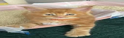 Maine Coon cats for sale: Stunning Red Kittens TICA reg  - Advert 19
